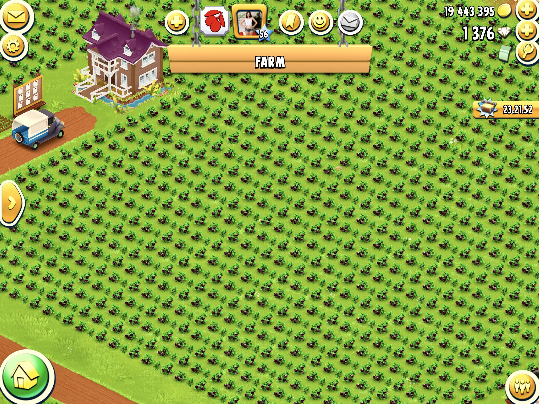 Brombeerstrauch Plantage