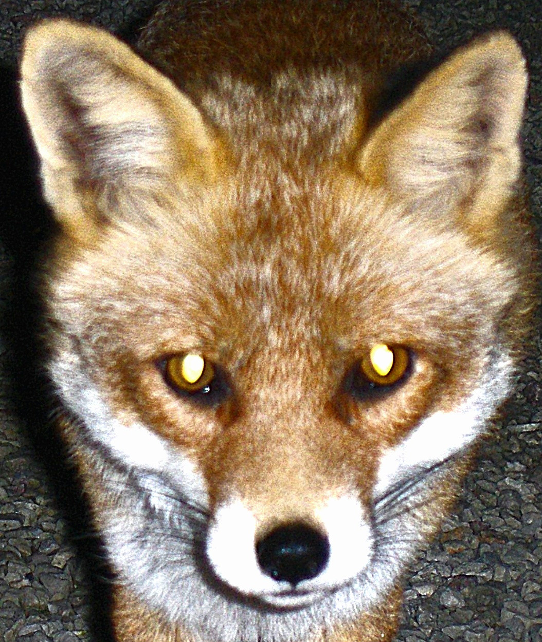 Mein damaliger Fuchs lebte 7 Jahre bei uns