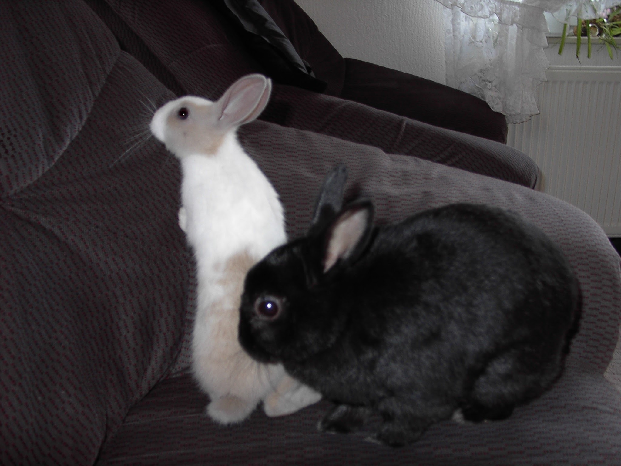 Unser ehemaliges Kleinvieh zum knuddeln süß