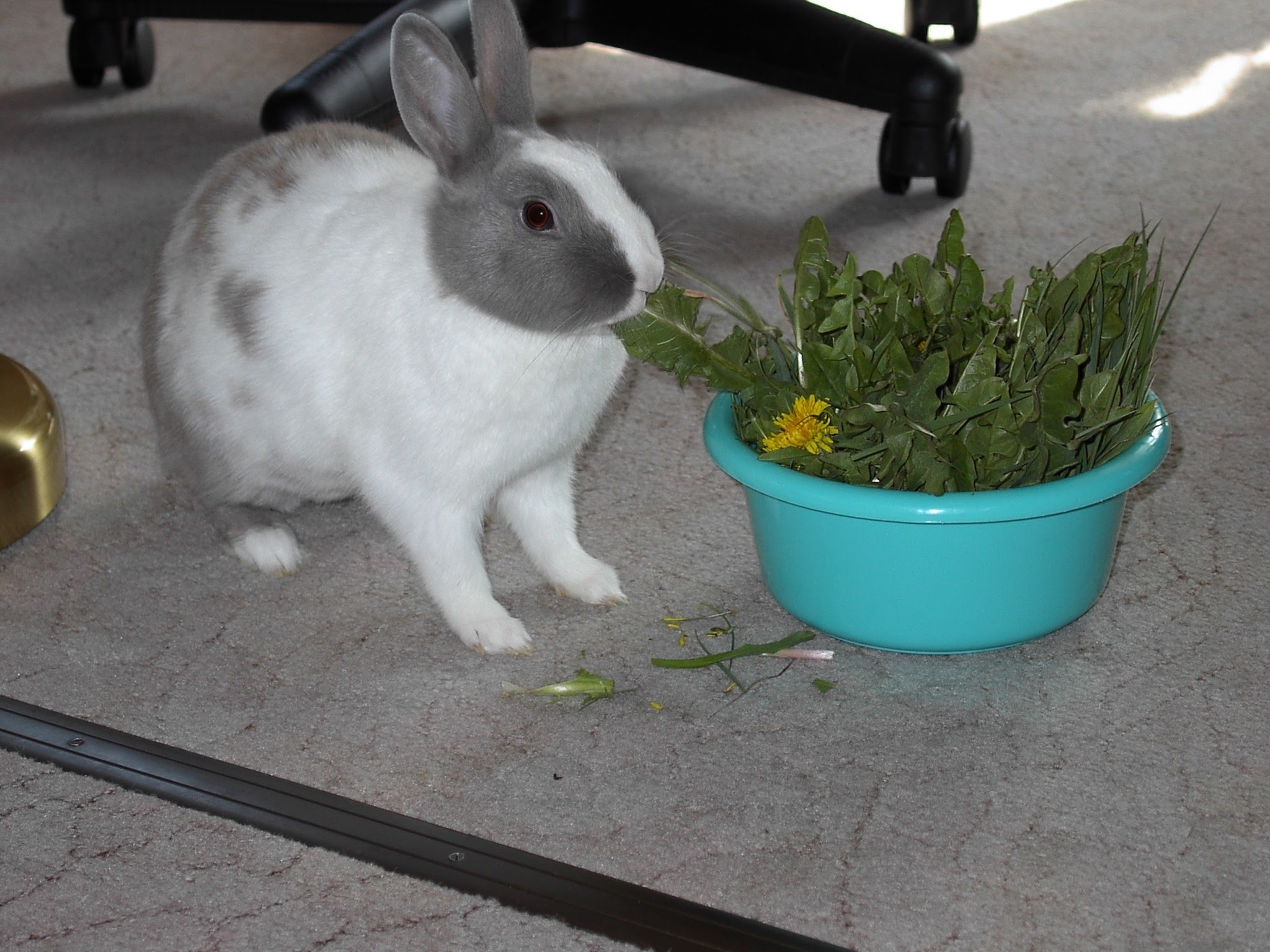 Unser ehemaliges Kleinvieh zum knuddeln süß