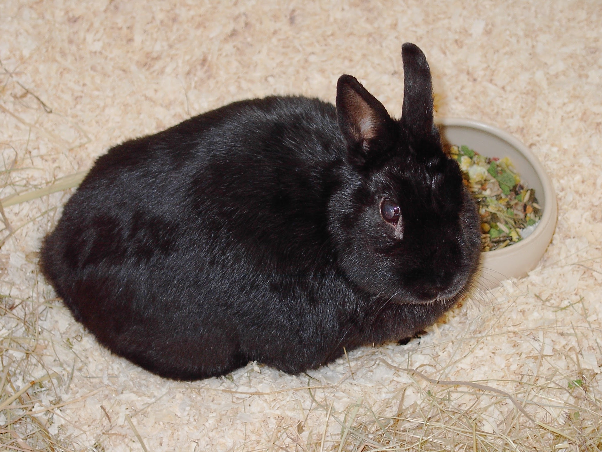 Unser ehemaliges Kleinvieh zum knuddeln süß