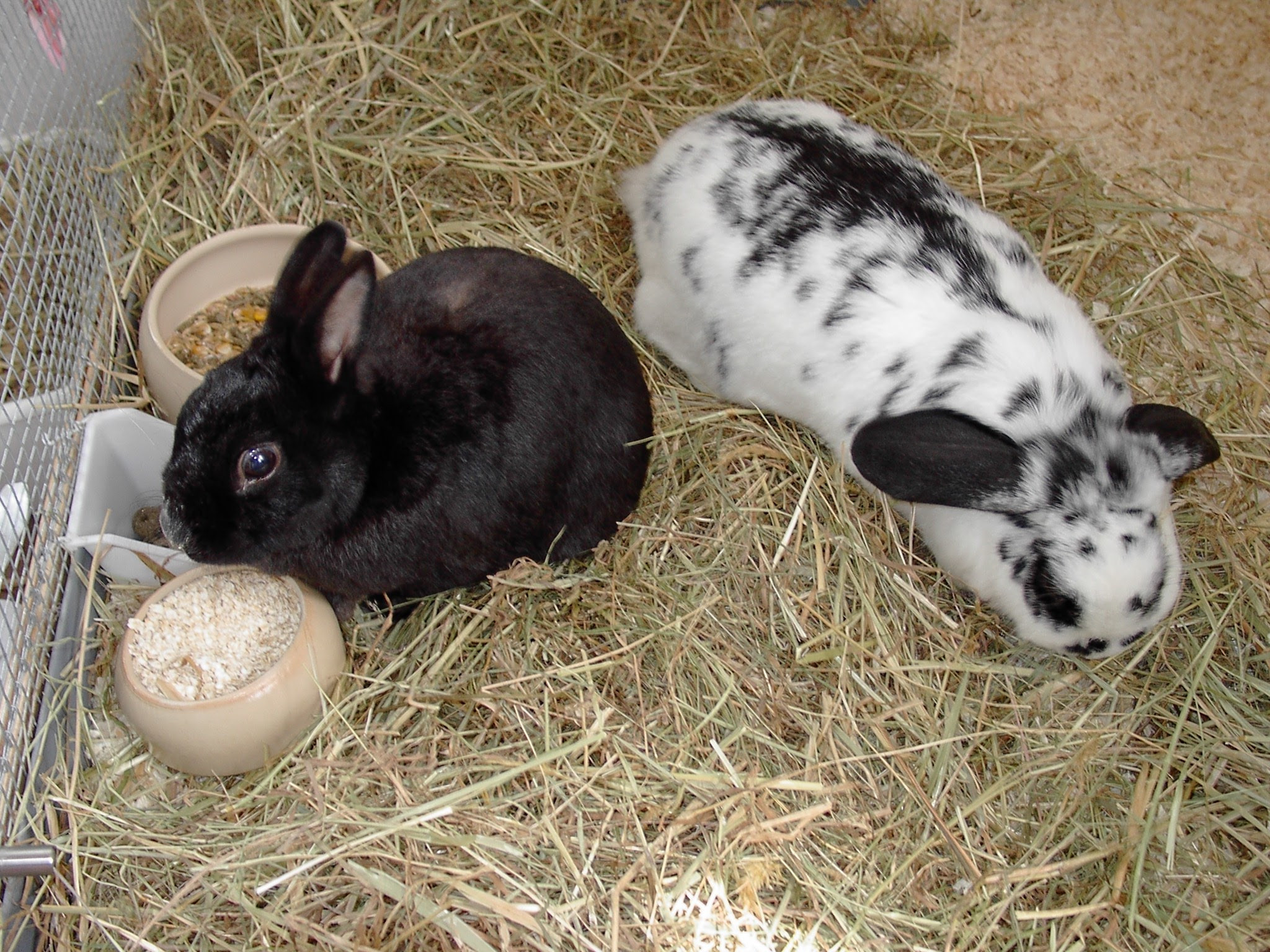 Unser ehemaliges Kleinvieh zum knuddeln süß