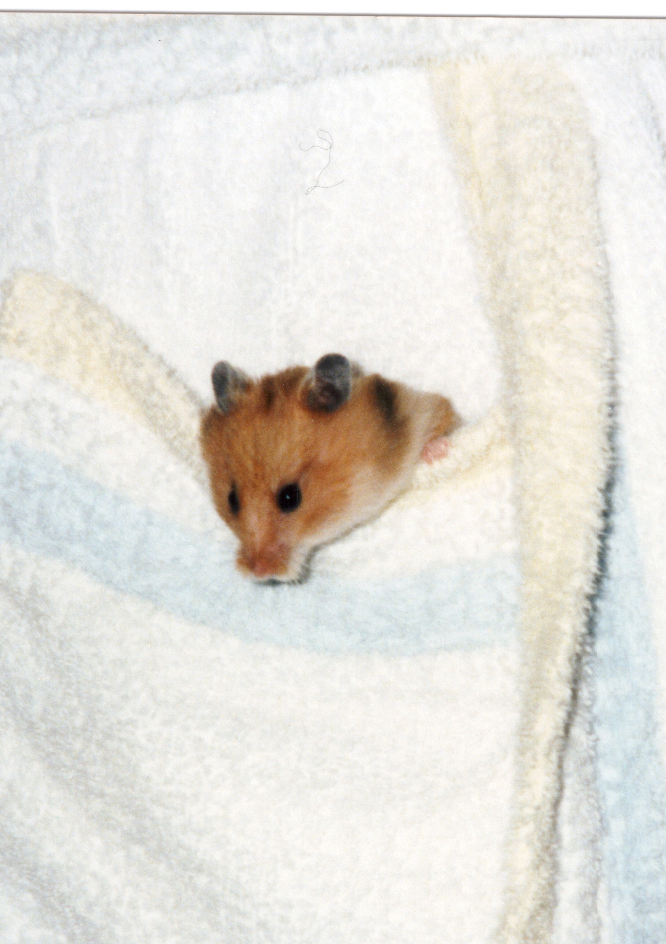 Unser ehemaliges Kleinvieh zum knuddeln süß