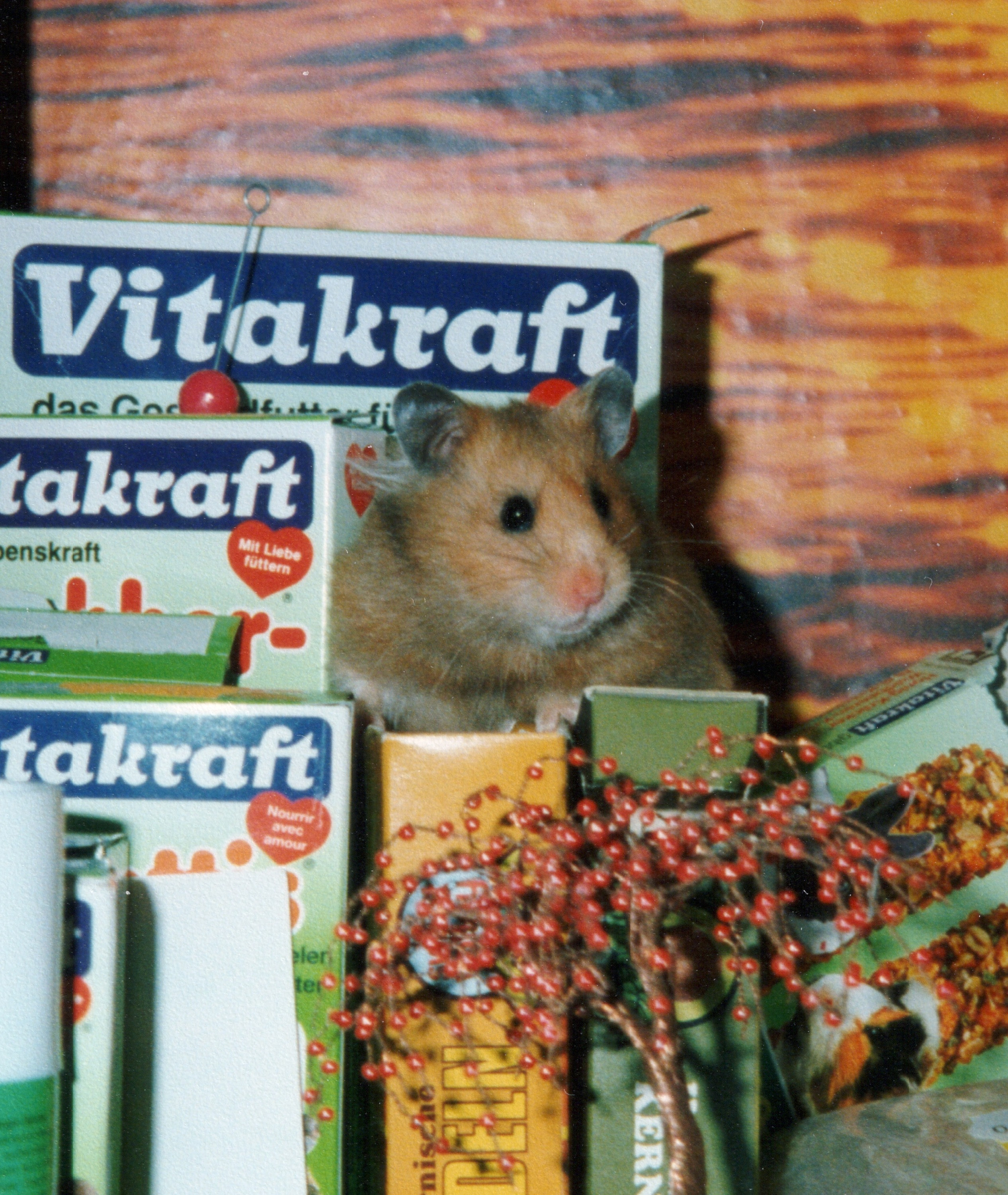 Unser ehemaliges Kleinvieh zum knuddeln süß