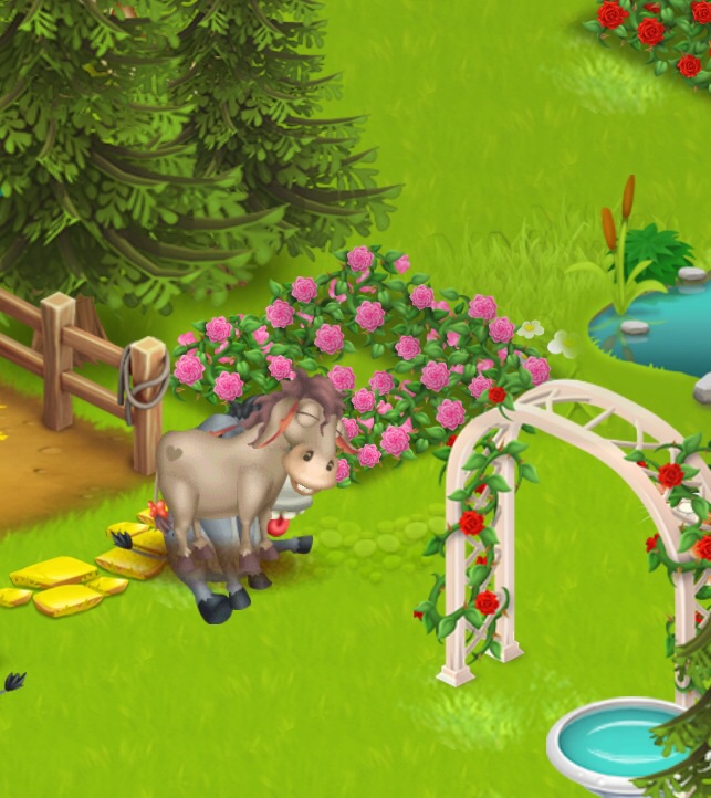 Esel schläft auf....Esel