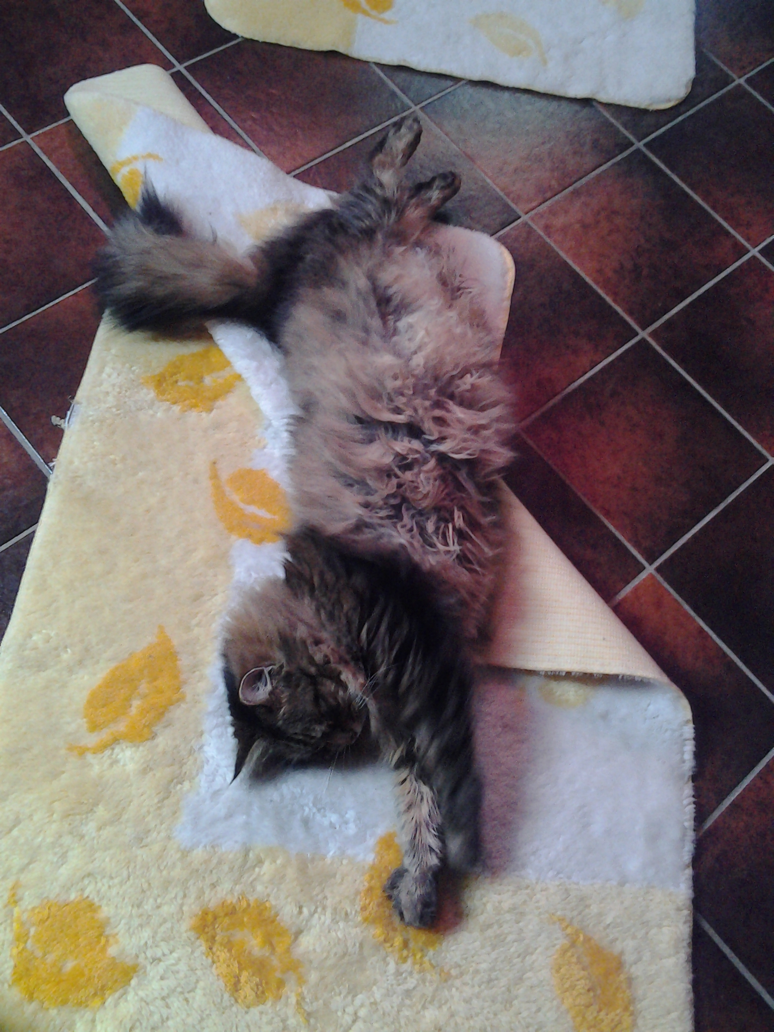 Flitzi - Bild 1 (Rasse : Norwegerin)