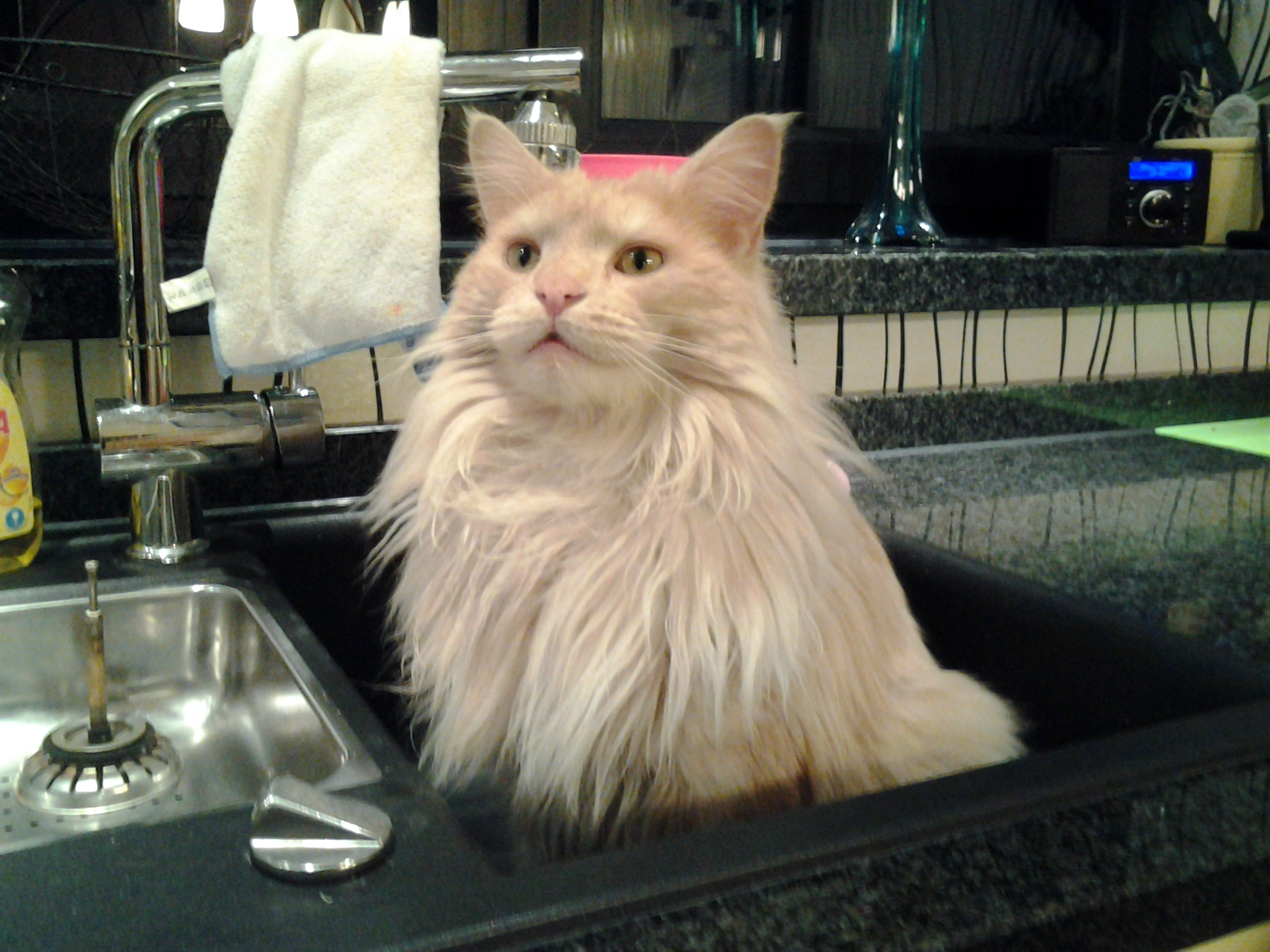 Felix - Bild 1 (Rasse : Maine-Coone)