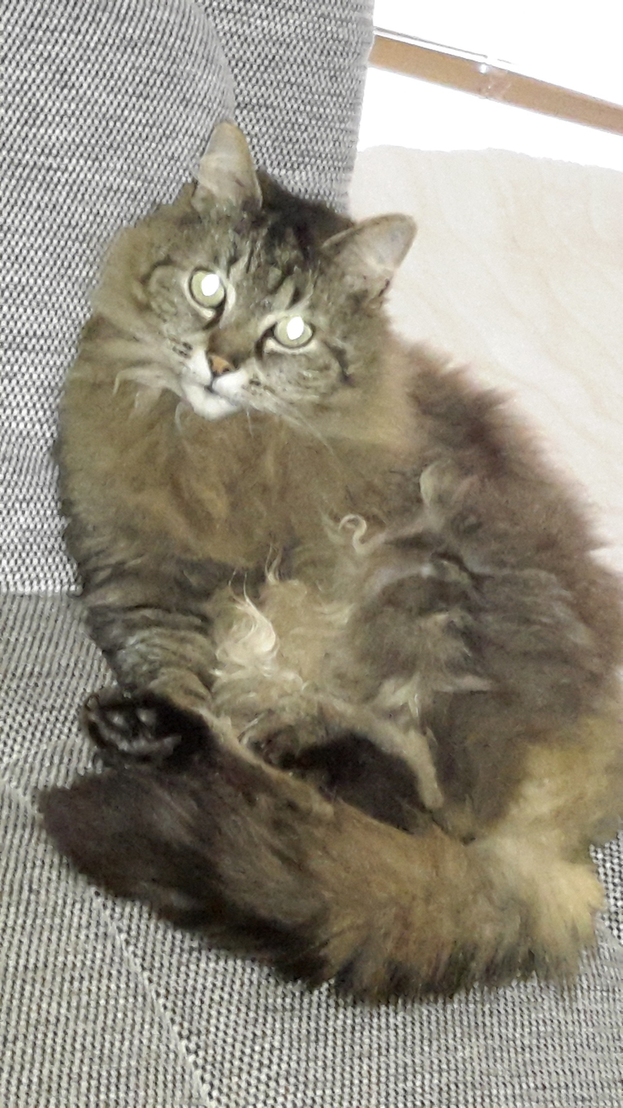 Jerry - Bild 1 (Rasse : Norweger)