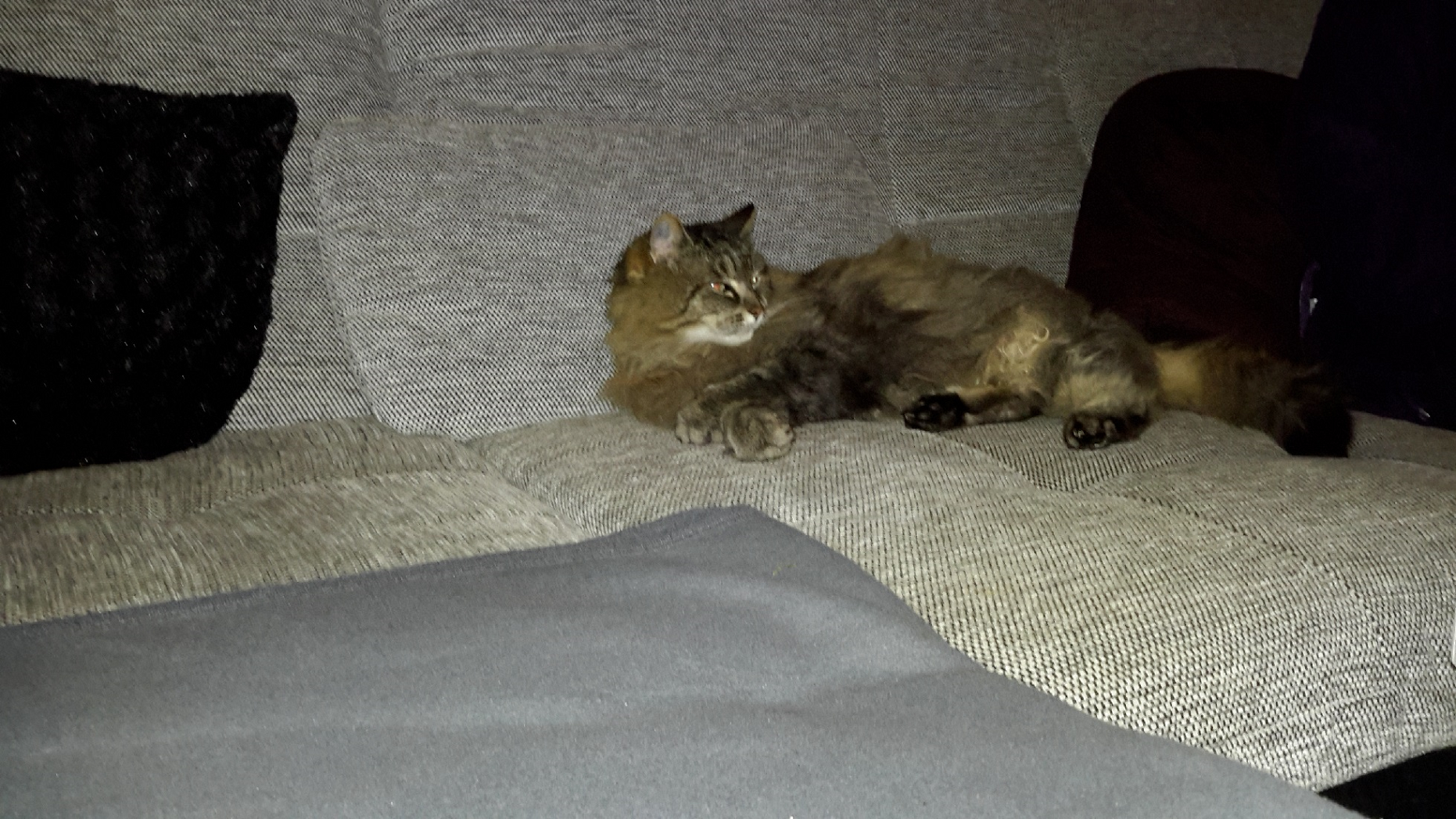 Jerry - Bild 2 (Rasse : Norweger)